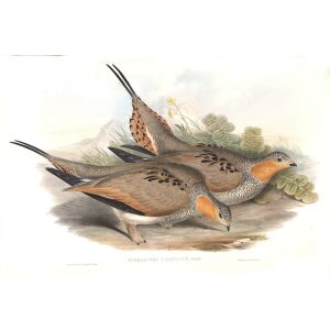John Gould - Birds of Asia Volume 6 - Museum quality giclee print