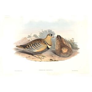 John Gould - Birds of Asia Volume 6 - Museum quality giclee print