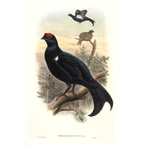 John Gould - Birds of Asia Volume 6 - Museum quality giclee print