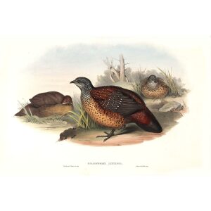 John Gould - Birds of Asia Volume 6 - Museum quality giclee print