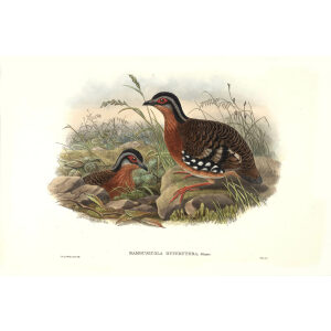 John Gould - Birds of Asia Volume 6 - Museum quality giclee print