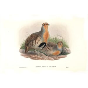 John Gould - Birds of Asia Volume 6 - Museum quality giclee print