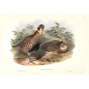 John Gould - Birds of Asia Volume 6 - Museum quality giclee print