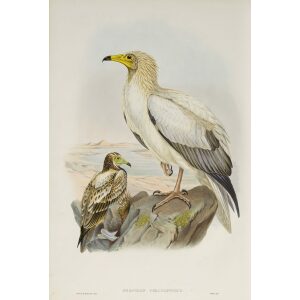Gould - The Birds of Great Britain Volume I - Egyptian Vulture - Museum quality giclee print