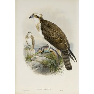 Gould - The Birds of Great Britain Volume I - Osprey - Museum quality giclee print