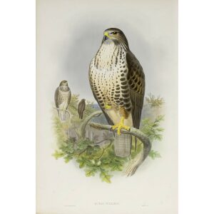 Gould - The Birds of Great Britain Volume I - Common Buzzard - Museum quality giclee print
