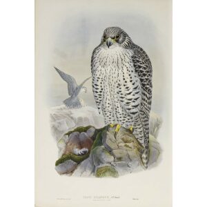 Gould - The Birds of Great Britain Volume I - Iceland Falcon - Museum quality giclee print