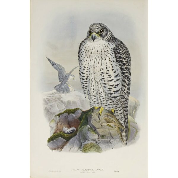 Gould - The Birds of Great Britain Volume I - Iceland Falcon - Museum quality giclee print
