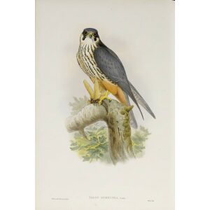 Gould - The Birds of Great Britain Volume I - Hobby - Museum quality giclee print