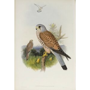 Gould - The Birds of Great Britain Volume I - Kestrel - Museum quality giclee print