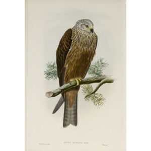 Gould - The Birds of Great Britain Volume I - Black Kite - Museum quality giclee print