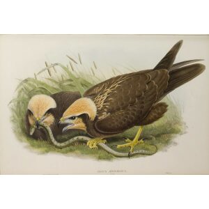 Gould - The Birds of Great Britain Volume I - Marsh-Harrier (young) - Museum quality giclee print