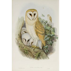 Gould - The Birds of Great Britain Volume I - Barn Owl - Museum quality giclee print