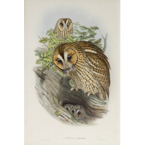 Gould - The Birds of Great Britain Volume I - Tawny or Brown Owl - Museum quality giclee print