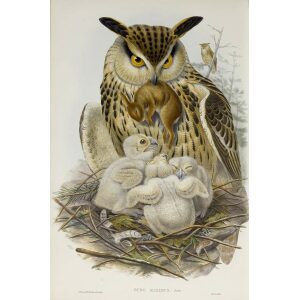Gould - The Birds of Great Britain Volume I - Eagle Owl - Museum quality giclee print