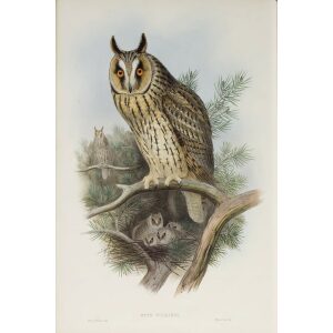 Gould - The Birds of Great Britain Volume I - Long-eared Owl - Museum quality giclee print