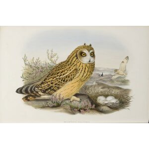 Gould - The Birds of Great Britain Volume I - Short-eared Owl - Museum quality giclee print