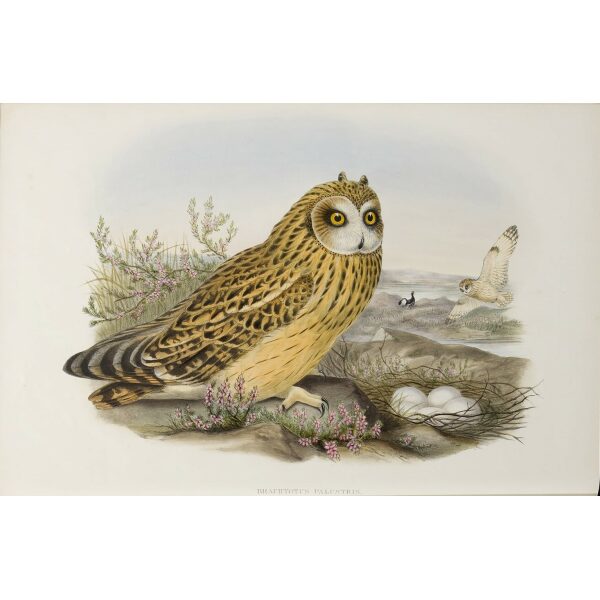 Gould - The Birds of Great Britain Volume I - Short-eared Owl - Museum quality giclee print