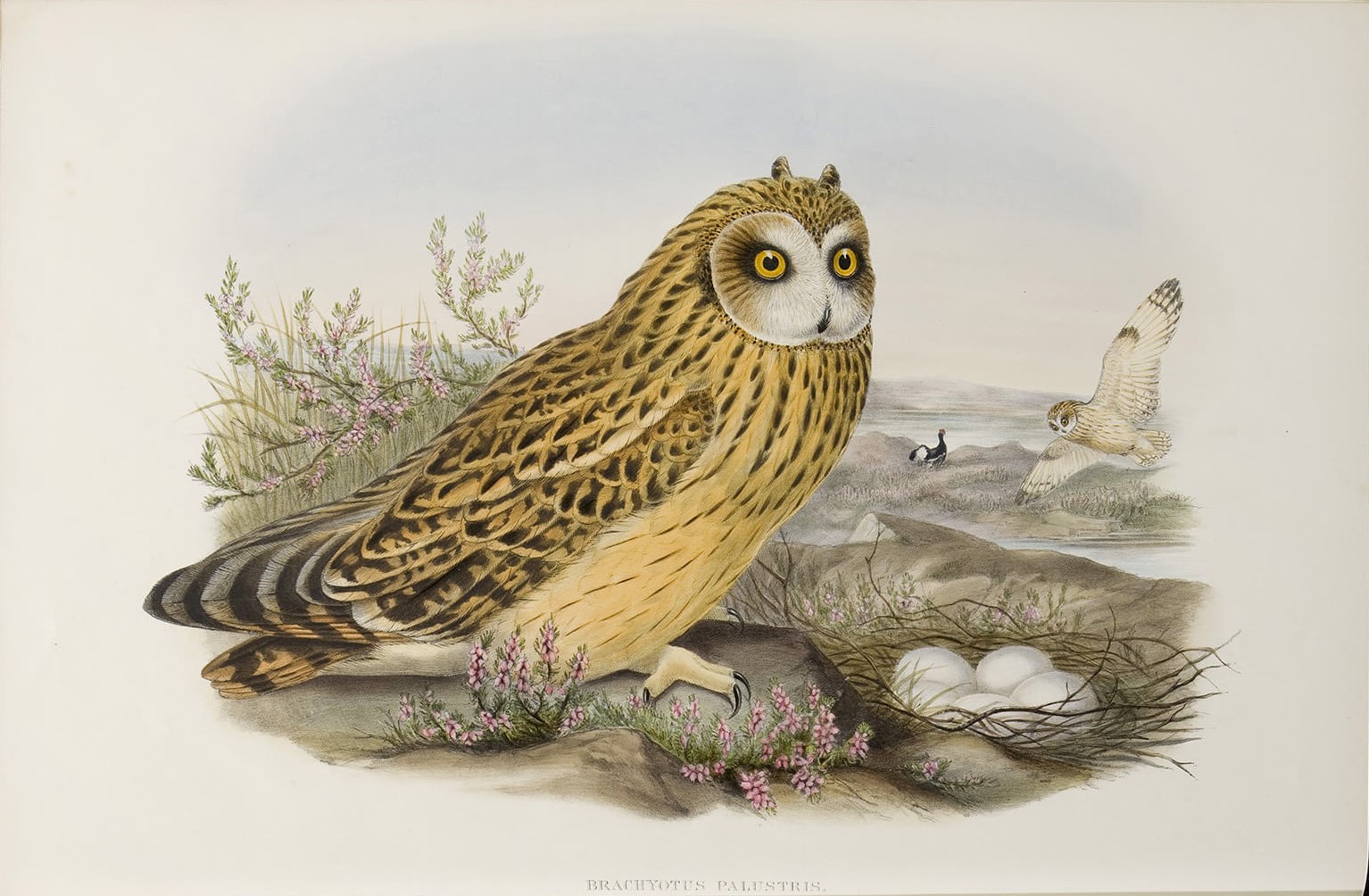 Gould - The Birds of Great Britain Volume I - Short-eared Owl - Museum quality giclee print