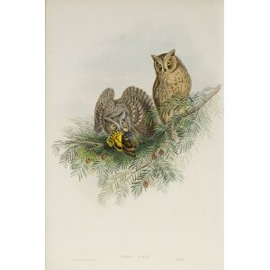Gould - The Birds of Great Britain Volume I - Scops Eared Owl - Museum quality giclee print