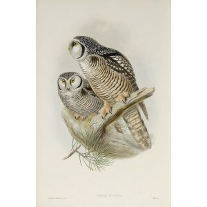 Gould - The Birds of Great Britain Volume I - Hawk Owl - Museum quality giclee print
