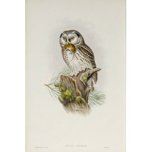 Gould - The Birds of Great Britain Volume I - Tengmalm's Owl - Museum quality giclee print