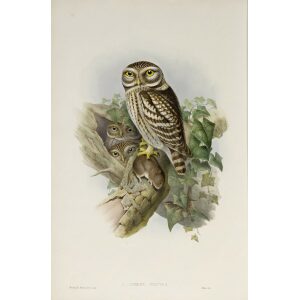 Gould - The Birds of Great Britain Volume I - Little Owl - Museum quality giclee print