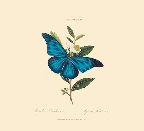 Donovan Insects of China, India and New Holland Giclée Print