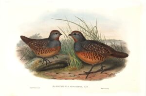 Gould - Birds of Asia Volume 6 - Formosan Bamboo-Partridge