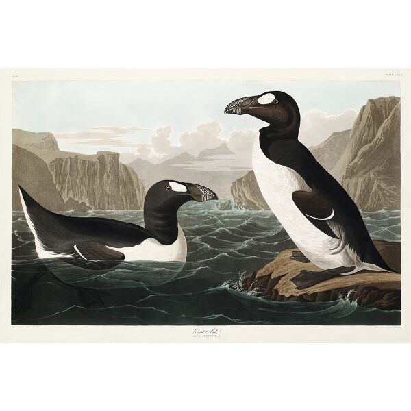 John James Audubon Birds of America Plate 341 Great Auk Giclée Print