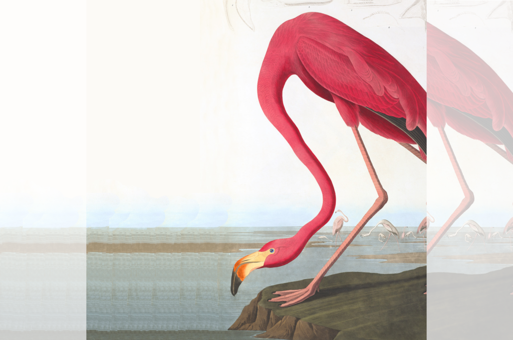 Heritage Prints 20% DISCOUNT on all AUDUBON giclée prints
