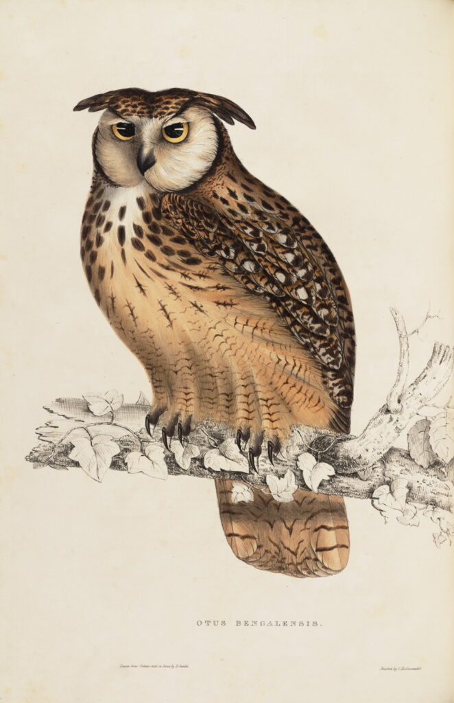John Gould Otus Begalensis 003 A Century of Birds from the Himalaya Mountains Museum quality giclee prints