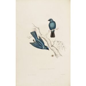 John Gould Muscicapa Melanops 06 A Century of Birds from the Himalaya Mountains Museum quality giclee prints