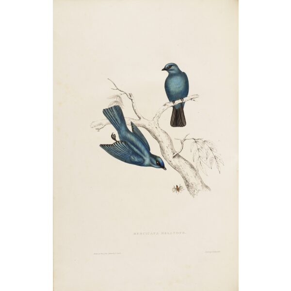 John Gould Muscicapa Melanops 06 A Century of Birds from the Himalaya Mountains Museum quality giclee prints