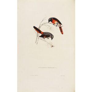 Phaenicornis Peregrina 009 John Gould A Century of Birds from the Himalaya Mountains.Museum quality giclée print