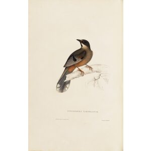 Cinclosoma Variegatum 16 John Gould A Century of Birds from the Himalaya Mountains.Museum quality giclée print