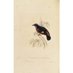 Petrocincla Cinclorhyncha 19 John Gould A Century of Birds from the Himalaya Mountains.Museum quality giclée print