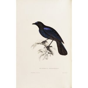 Myophonus Horsfieldhii 20 John Gould A Century of Birds from the Himalaya Mountains.Museum quality giclée print