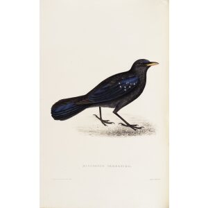 Myophonus Temminckii 21 John Gould A Century of Birds from the Himalaya Mountains.Museum quality giclée print