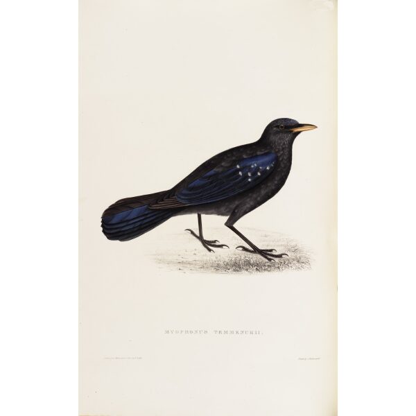 Myophonus Temminckii 21 John Gould A Century of Birds from the Himalaya Mountains.Museum quality giclée print