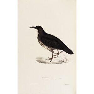 Zoothera Monticola 22 John Gould A Century of Birds from the Himalaya Mountains.Museum quality giclée print