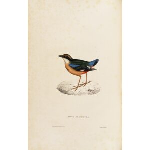 Pitta Brachyura 23 John Gould A Century of Birds from the Himalaya Mountains.Museum quality giclée print