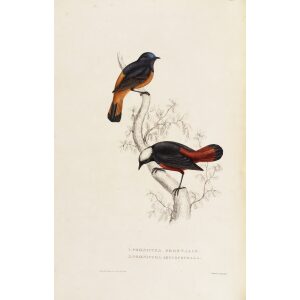 Phoenicura Frontalis - Phoenicura Leucocephala 26 John Gould A Century of Birds from the Himalaya Mountains. Museum quality giclée print