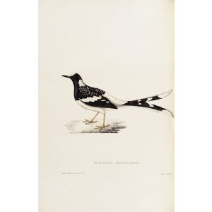 Enicurus Maculatus 27 John Gould A Century of Birds from the Himalaya Mountains. Museum quality giclée print
