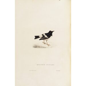 Enicurus Scouleri 28 John Gould A Century of Birds from the Himalaya Mountains. Museum quality giclée print