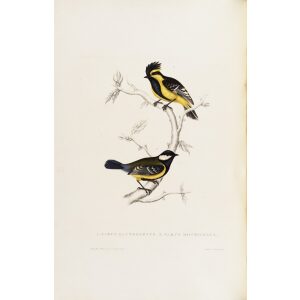 Parus Xanthogenys - Parus Monticolus 29 John Gould A Century of Birds from the Himalaya Mountains. Museum quality giclée print