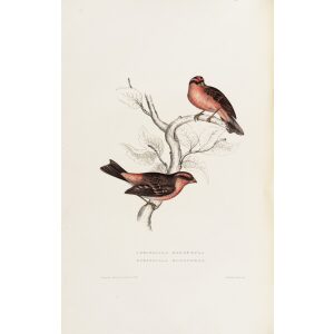 Fringilla Rodopepla 31 John Gould A Century of Birds from the Himalaya Mountains. Museum quality giclée print