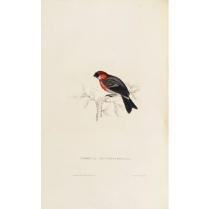 Pyrrhula Erythrocephala 32 John Gould A Century of Birds from the Himalaya Mountains. Museum quality giclée print