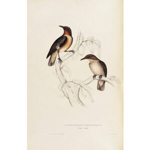 Lamprotornis Spilopterus 34 John Gould A Century of Birds from the Himalaya Mountains. Museum quality giclée print