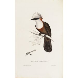Cinclosoma Leucolophum 18 John Gould A Century of Birds from the Himalaya Mountains.Museum quality giclée print